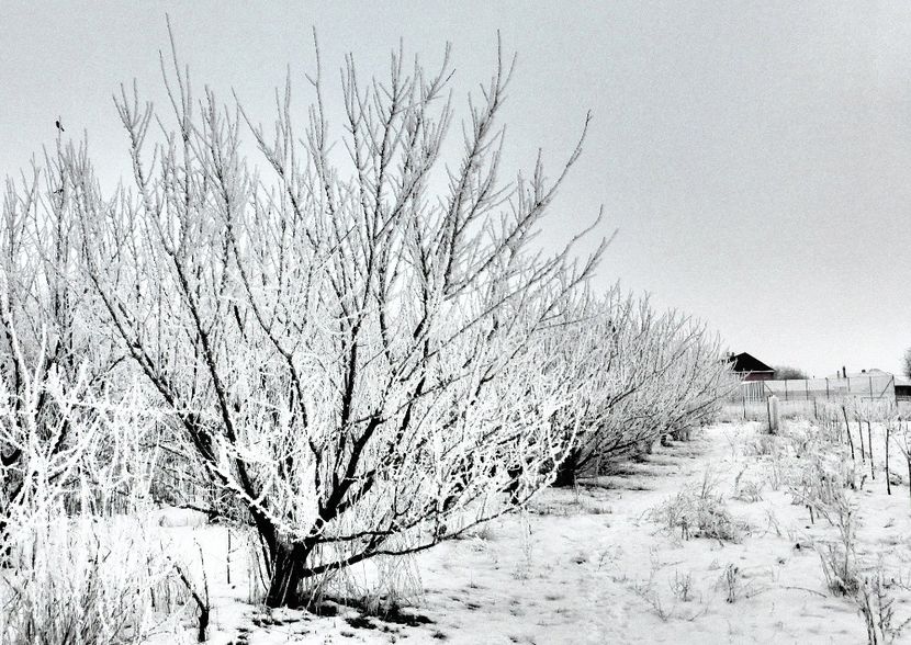 28chiciuraTZ41 - Magia iernii