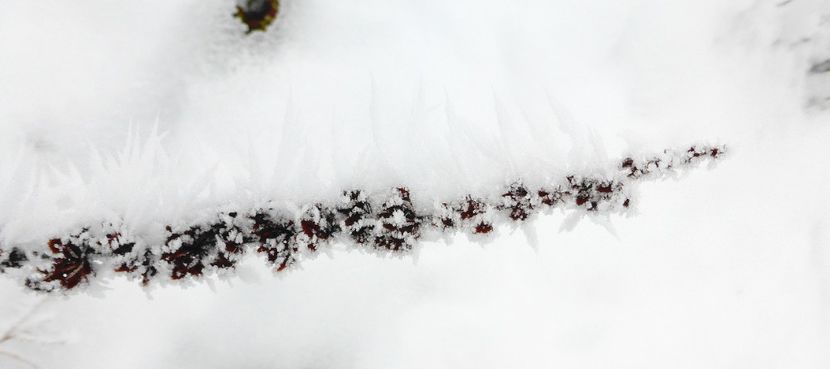 36chiciuraTZ41 - Magia iernii