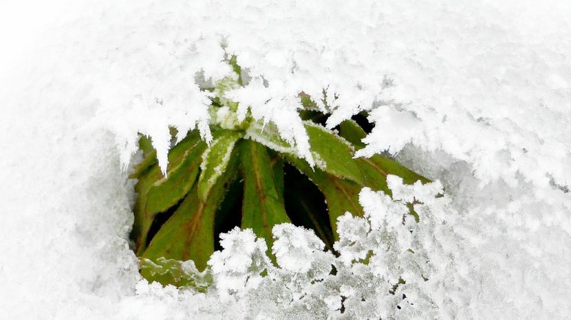 40chiciuraTZ41 - Magia iernii