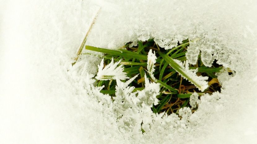 41chiciuraTZ41 - Magia iernii