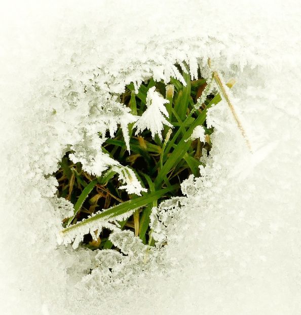 42chiciuraTZ41 - Magia iernii