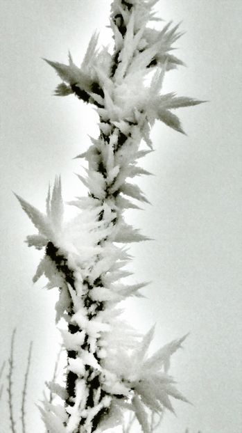 50chiciuraTZ41 - Magia iernii