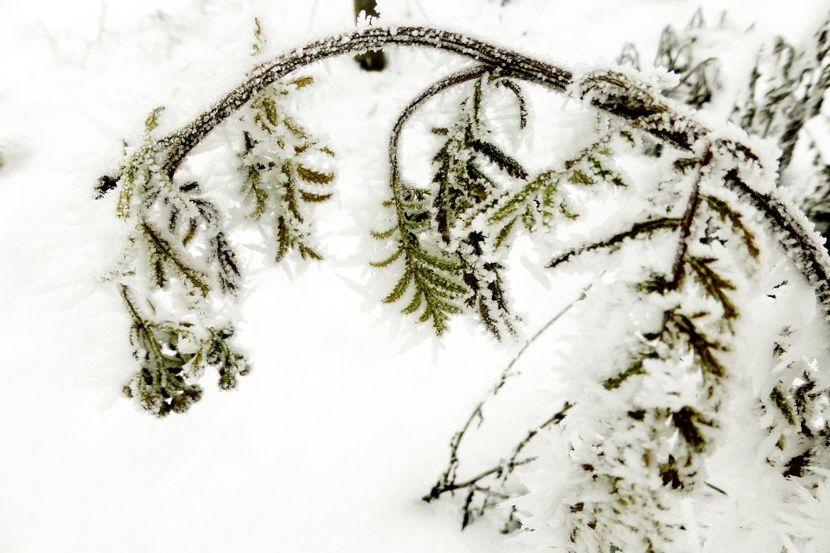 57chiciuraTZ41 - Magia iernii