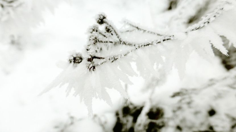 63chiciuraTZ41 - Magia iernii