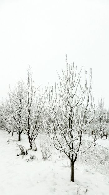 64chiciuraTZ41 - Magia iernii