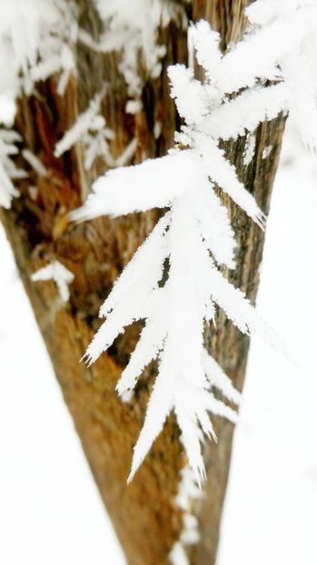 66chiciuraTZ41 - Magia iernii