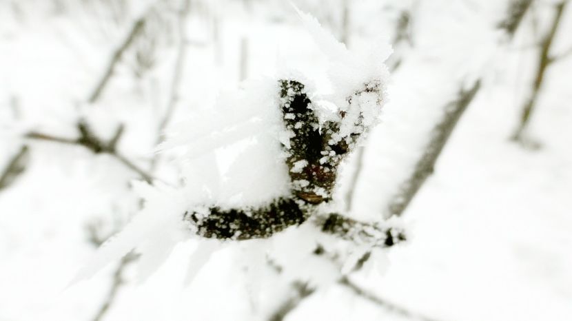 67chiciuraTZ41 - Magia iernii