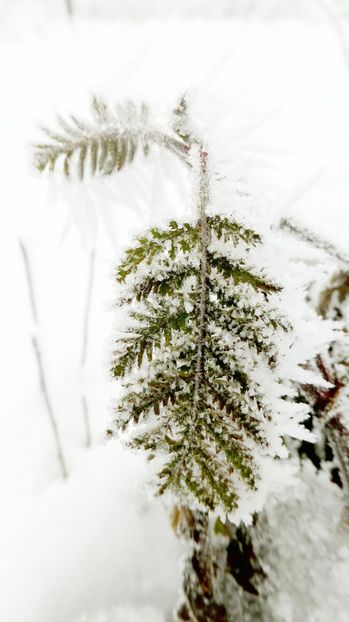 68chiciuraTZ41 - Magia iernii