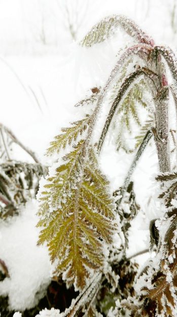 69chiciuraTZ41 - Magia iernii