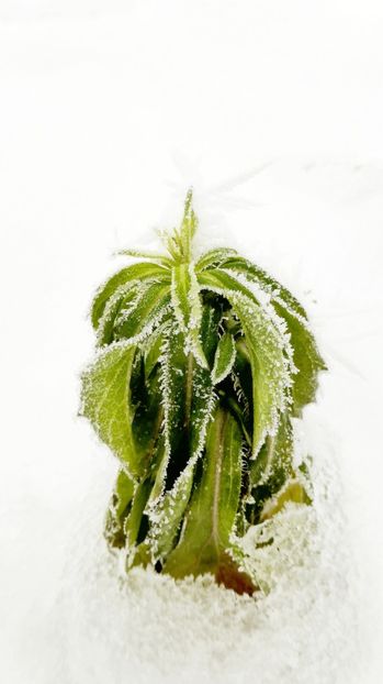 71chiciuraTZ41 - Magia iernii