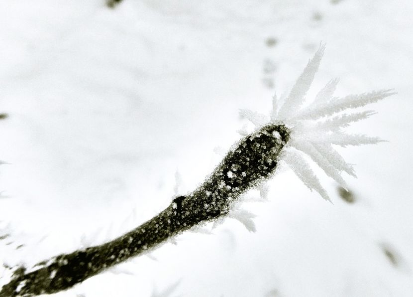 05chiciuraTZ61 - Magia iernii