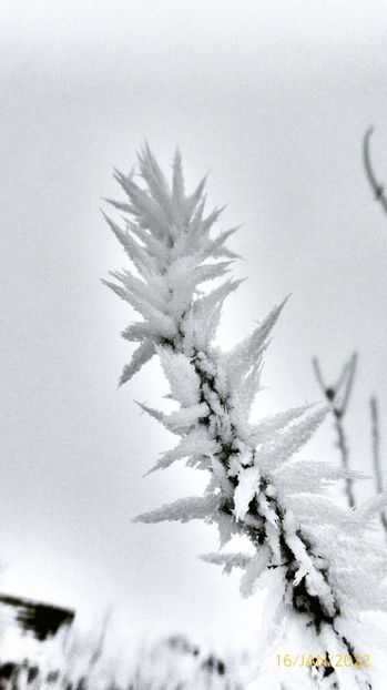 07chiciuraTZ61 - Magia iernii