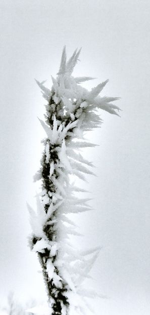 08chiciuraTZ61 - Magia iernii