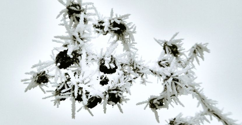 26chiciuraTZ61 - Magia iernii