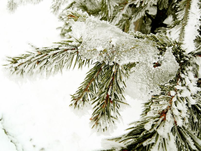 01chiciurasamsungwb2000 - Magia iernii