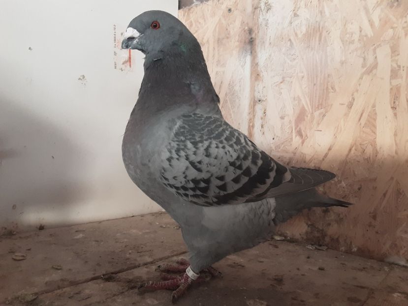  - Achizitii pentru 2022 crescator - Ioan Afrapt