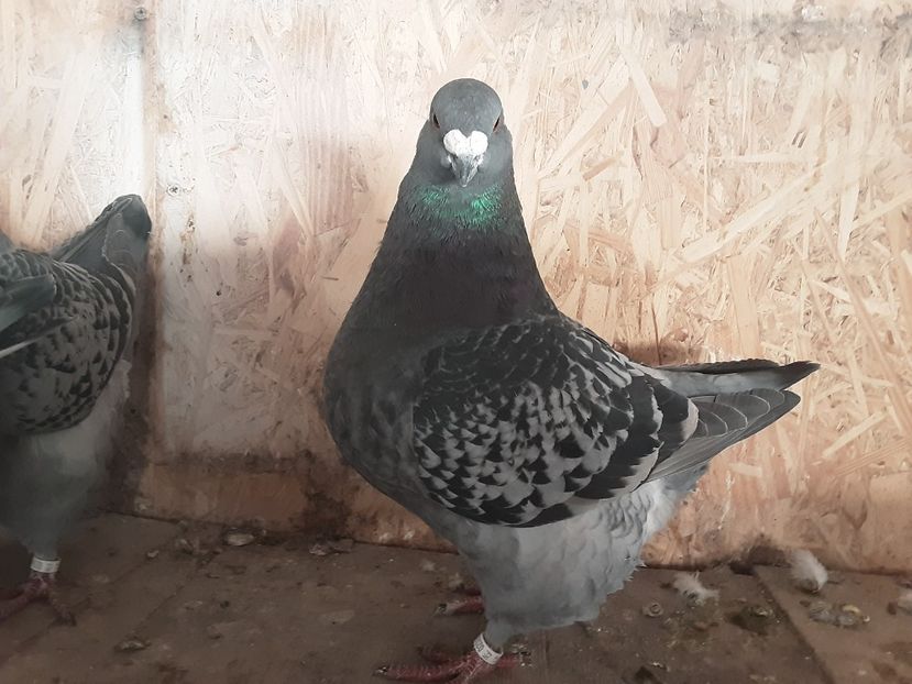  - Achizitii pentru 2022 crescator - Ioan Afrapt