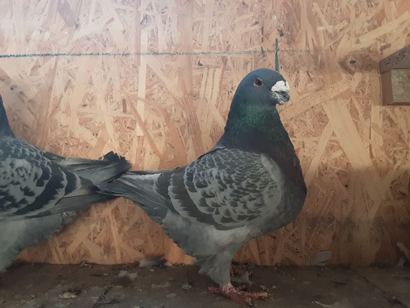  - Achizitii pentru 2022 crescator - Ioan Afrapt