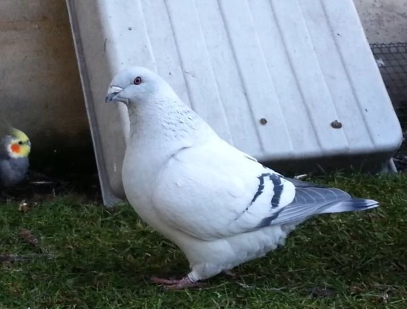 PL21-JRS10 Reserved S.G. - a- SAMICZKI -Females