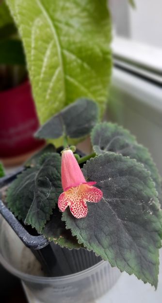  - Smithianta Vivan_s Charm