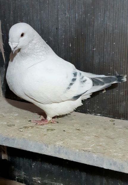 Hagi 2021 - VOIAJOR ROMANESC DE FRUMUSETE MASCULI