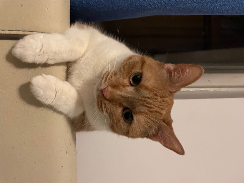 F51BD65A-1B8C-4F95-9A53-02DC183D7F7C - Sophie și Yoda