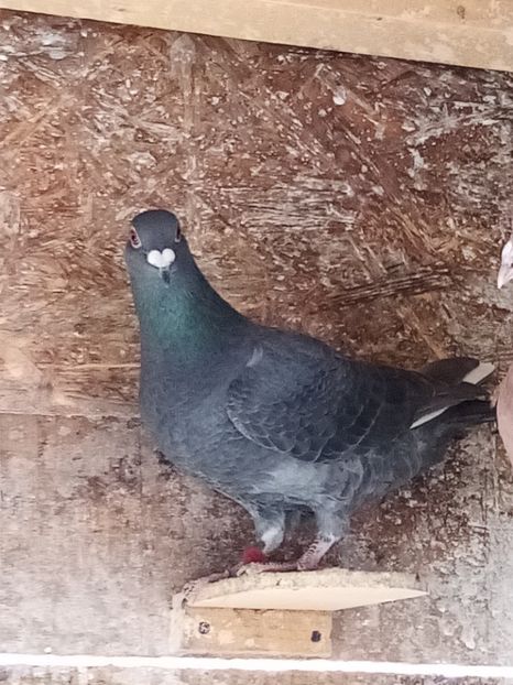 femelă-2021 - Arhiva-amintiri