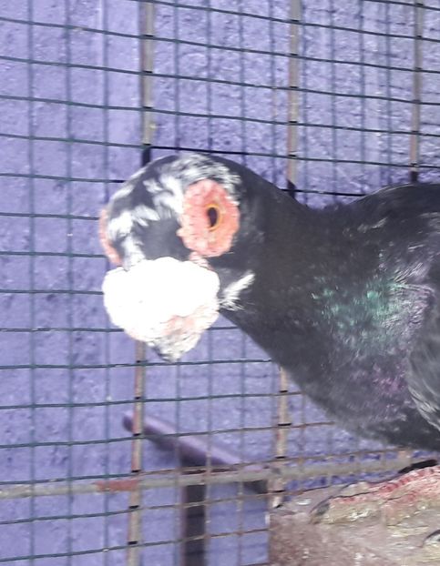 M 2021 - Carunculați 2021