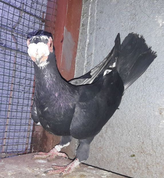 M 2021 - Carunculați 2021