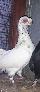 F 2021 - Carunculați 2021