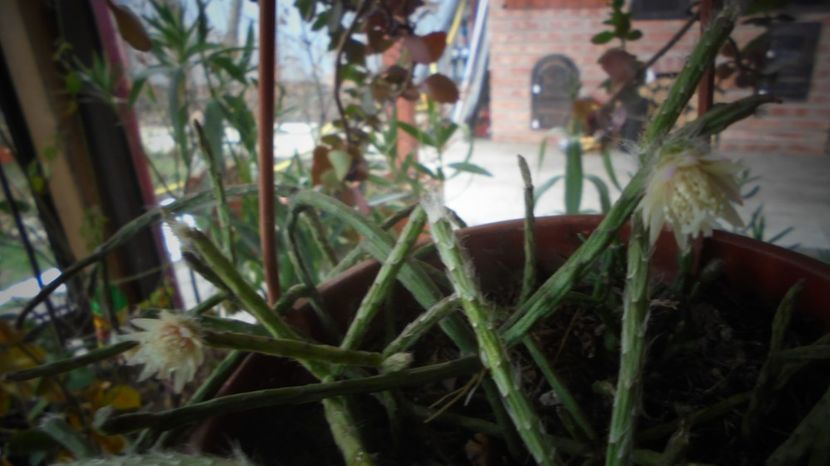 Rhipsalis pilocarpa - 2022