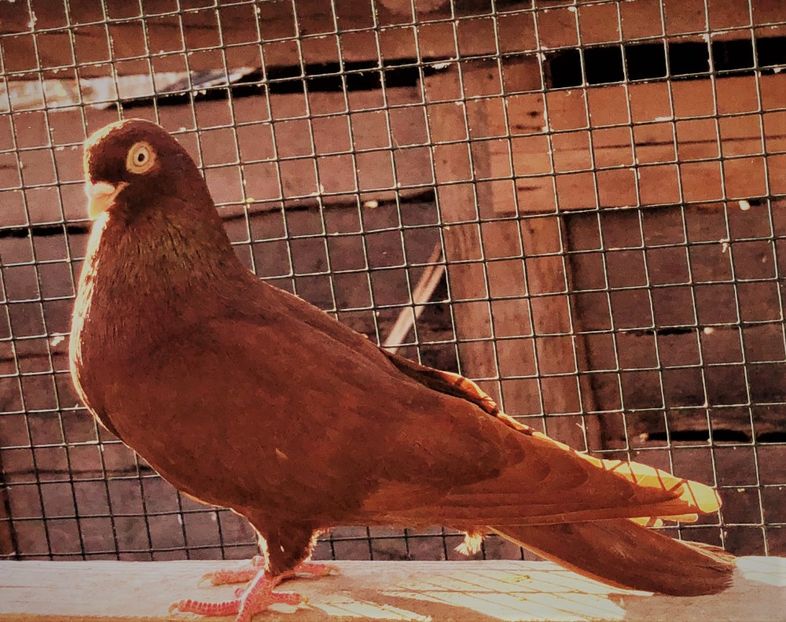 12421  mascul  2021 - Plecați ALBUM 3