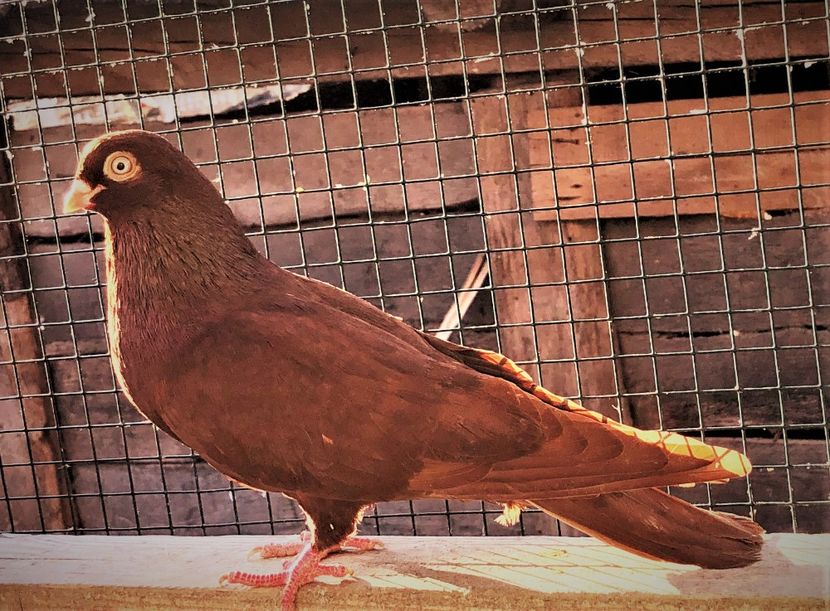 12421  mascul  2021 - B - perechi 2022