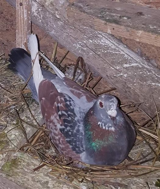  - Nu îmi aparțin 3