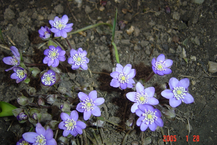 hepatica transsivanica - ghioceii si crucea voinicului