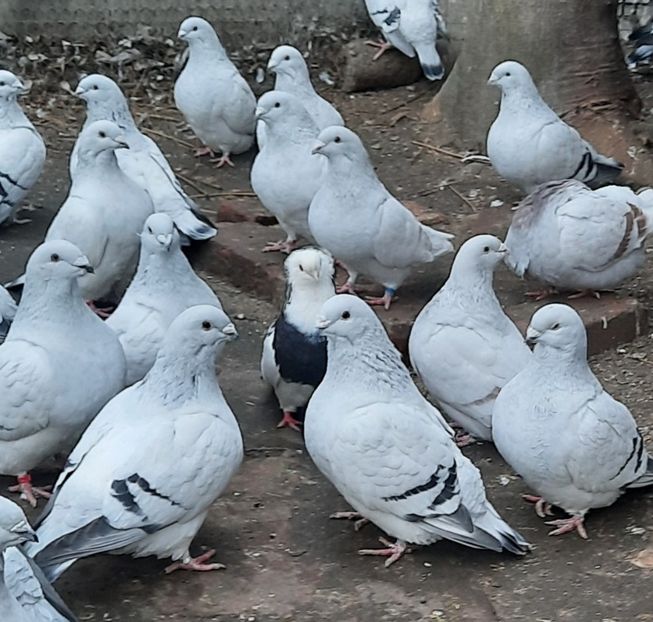  - Păsările mele