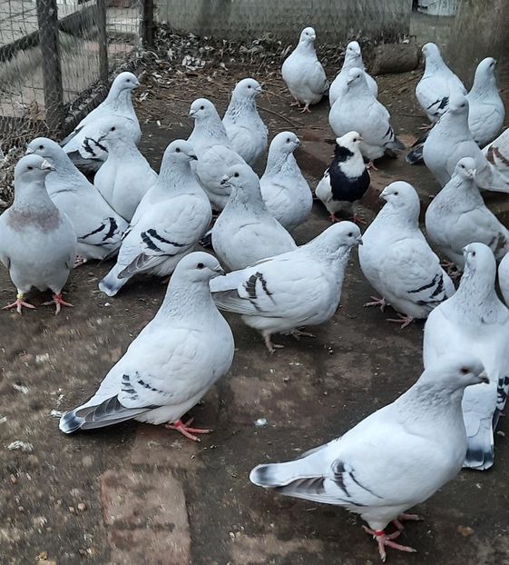  - Păsările mele