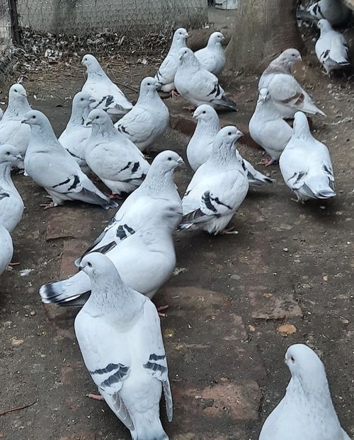  - Păsările mele