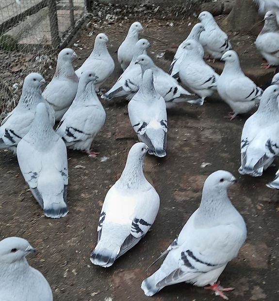  - Păsările mele