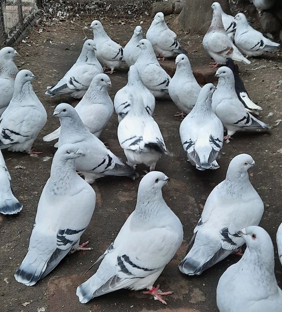  - Păsările mele