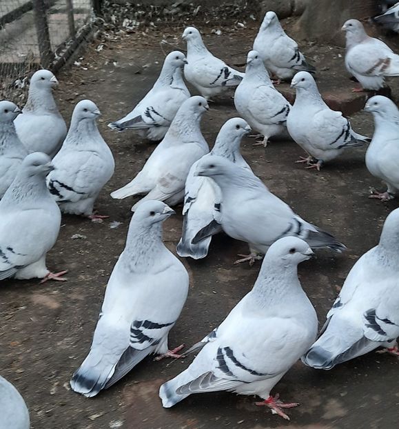  - Păsările mele