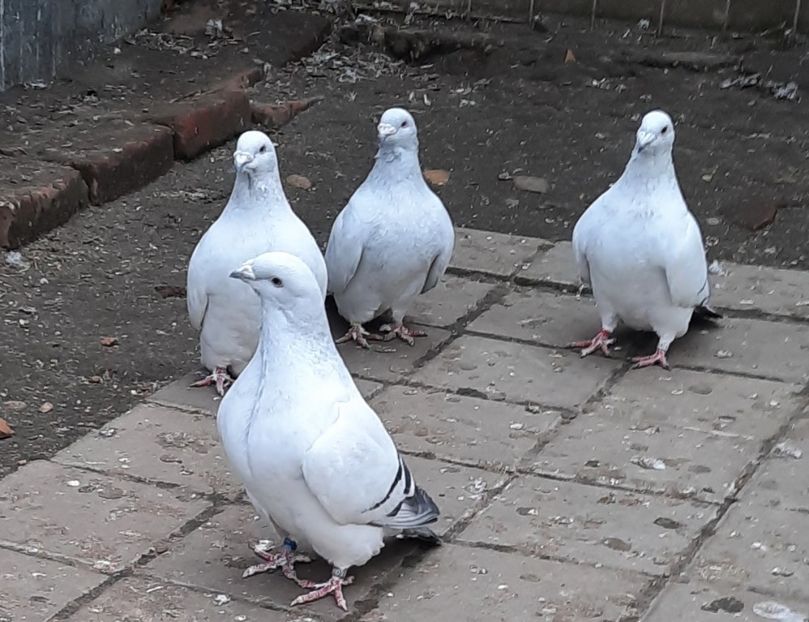  - Păsările mele