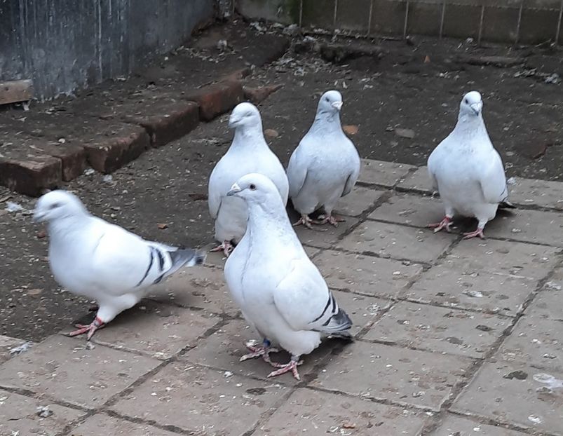  - Păsările mele