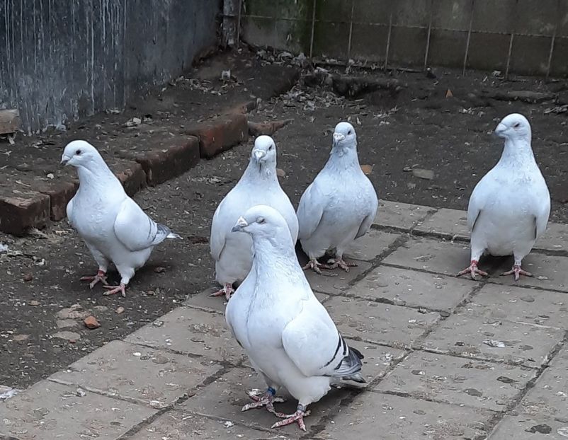  - Păsările mele