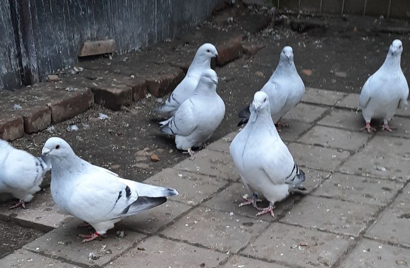  - Păsările mele