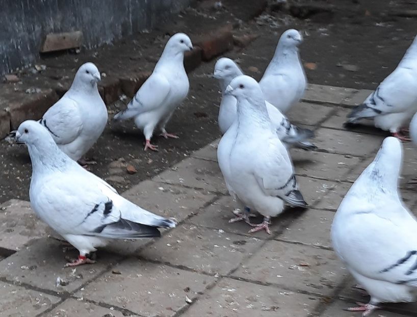  - Păsările mele