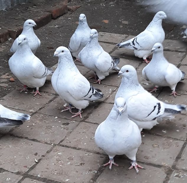  - Păsările mele