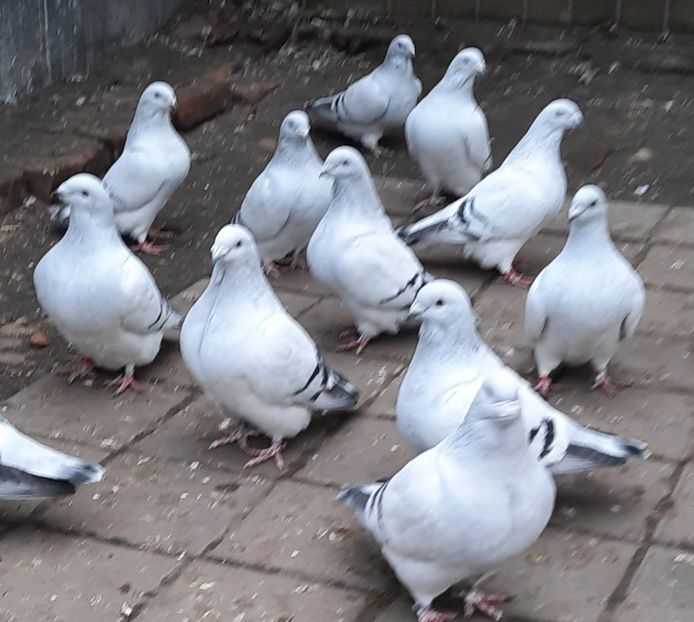  - Păsările mele