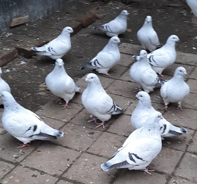  - Păsările mele