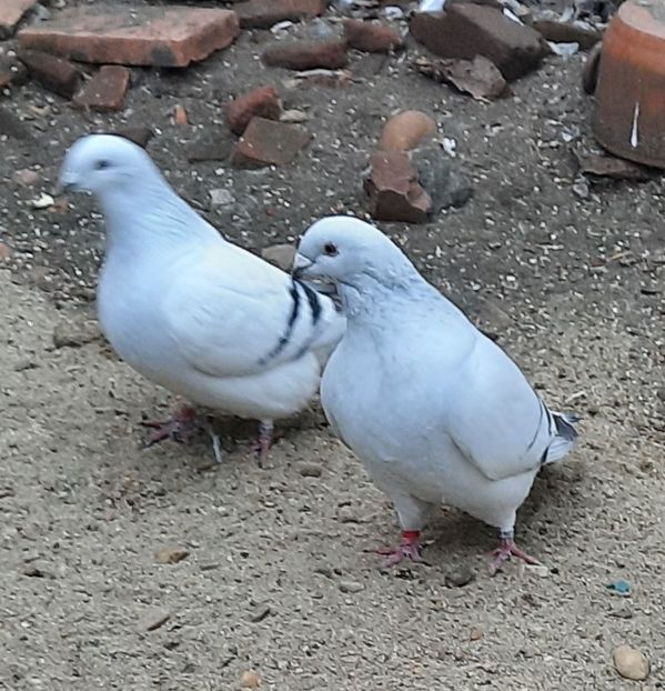  - Păsările mele